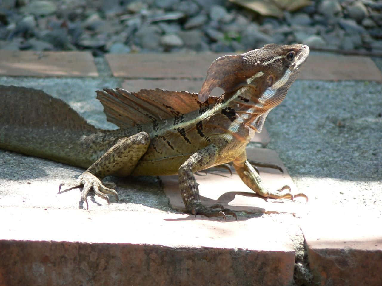 Basilisk Hagedis Zonnend Op Pad Achtergrond