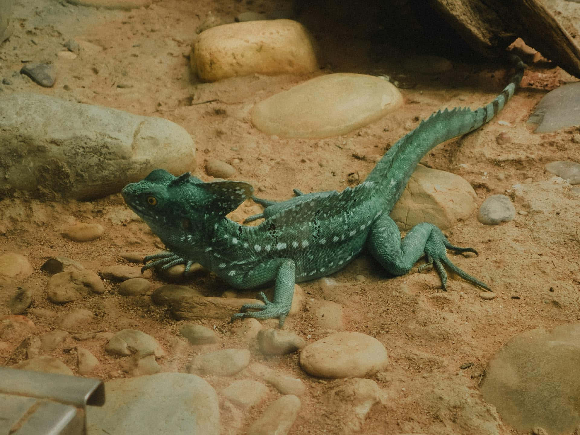 Basiliskøgle I Habitat Bakgrunnsbildet