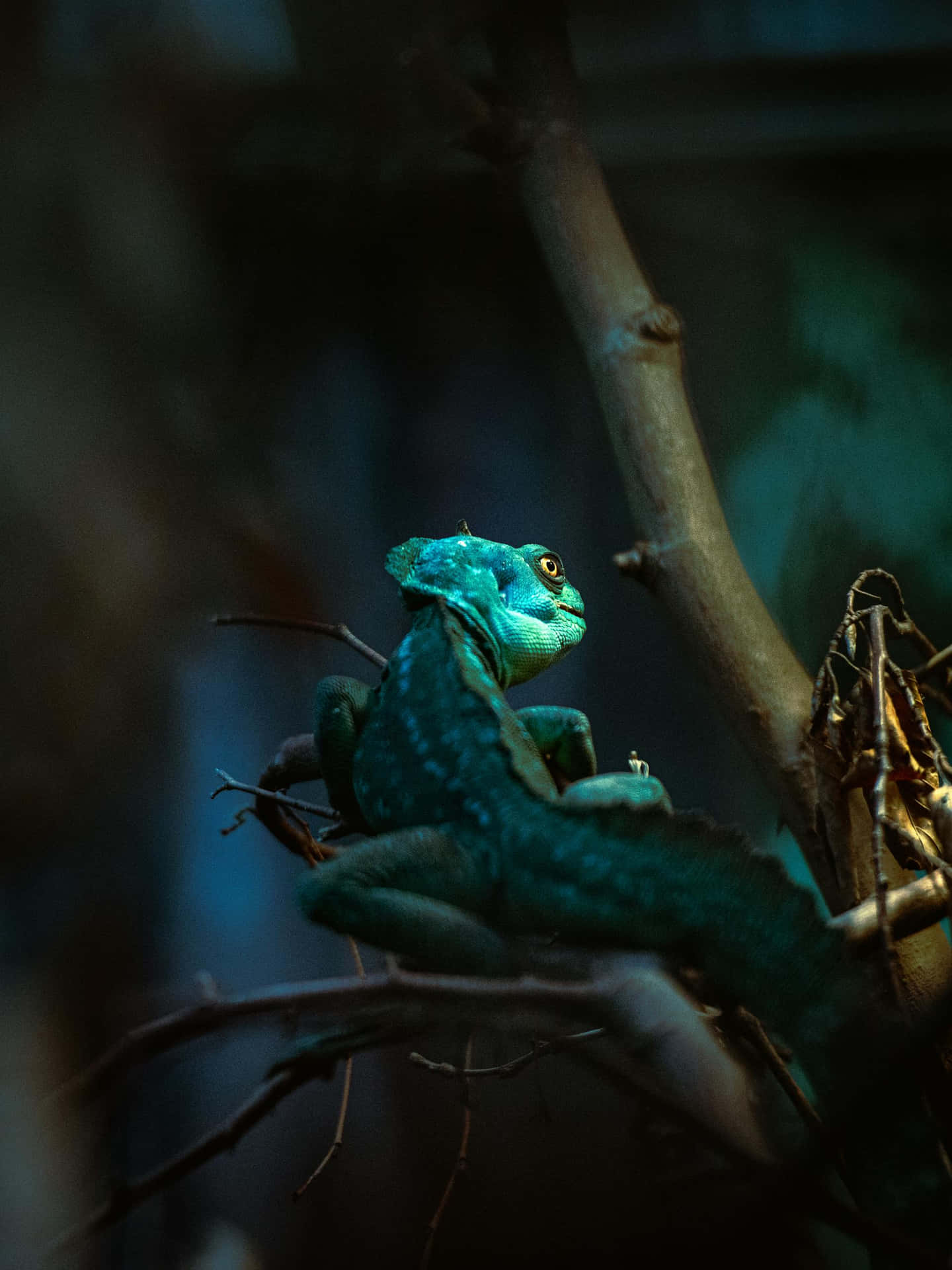 Basilisk Hagedis In Natuurlijke Habitat Achtergrond