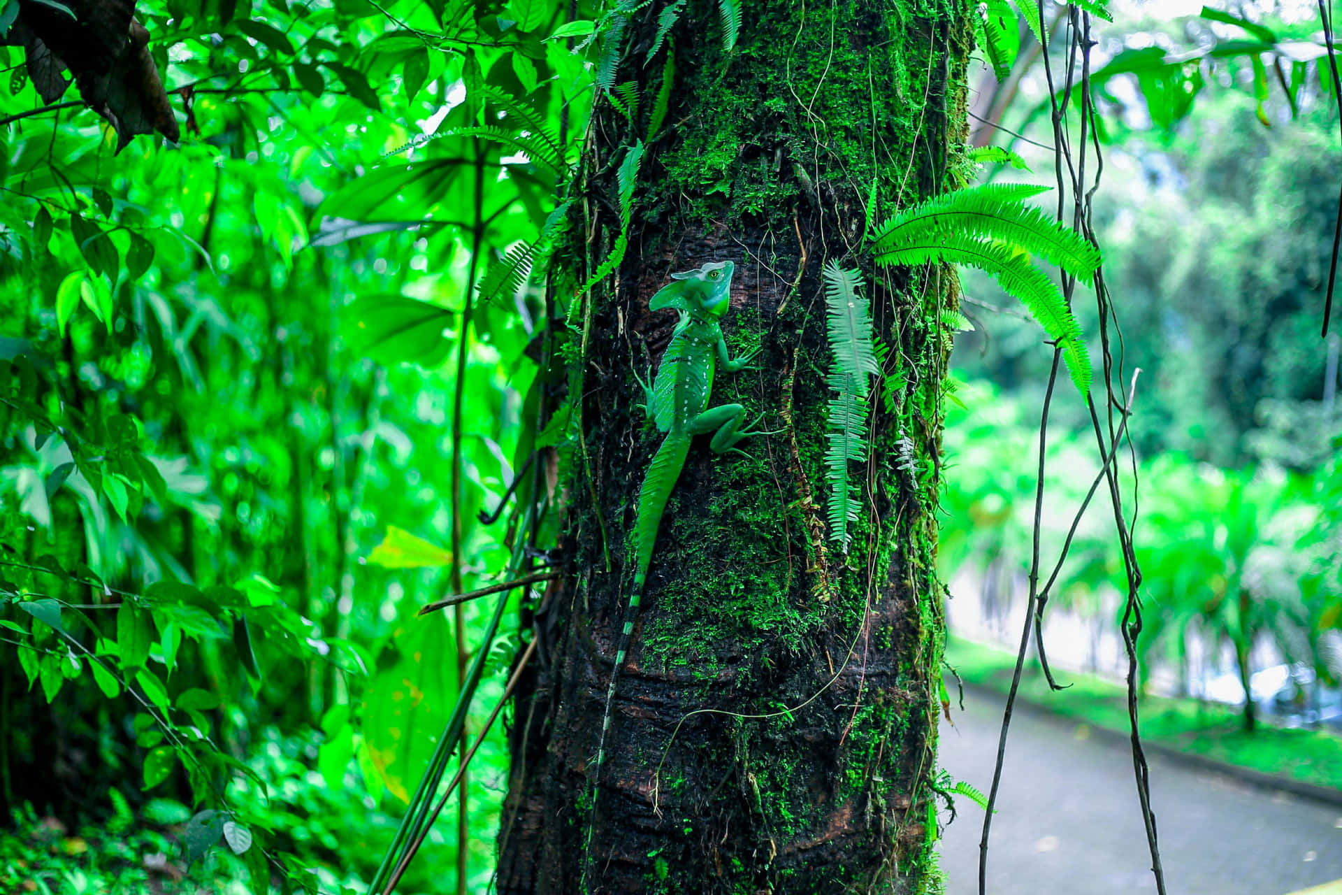 Kadal Basilisk Di Habitat Hutan Hujan Wallpaper