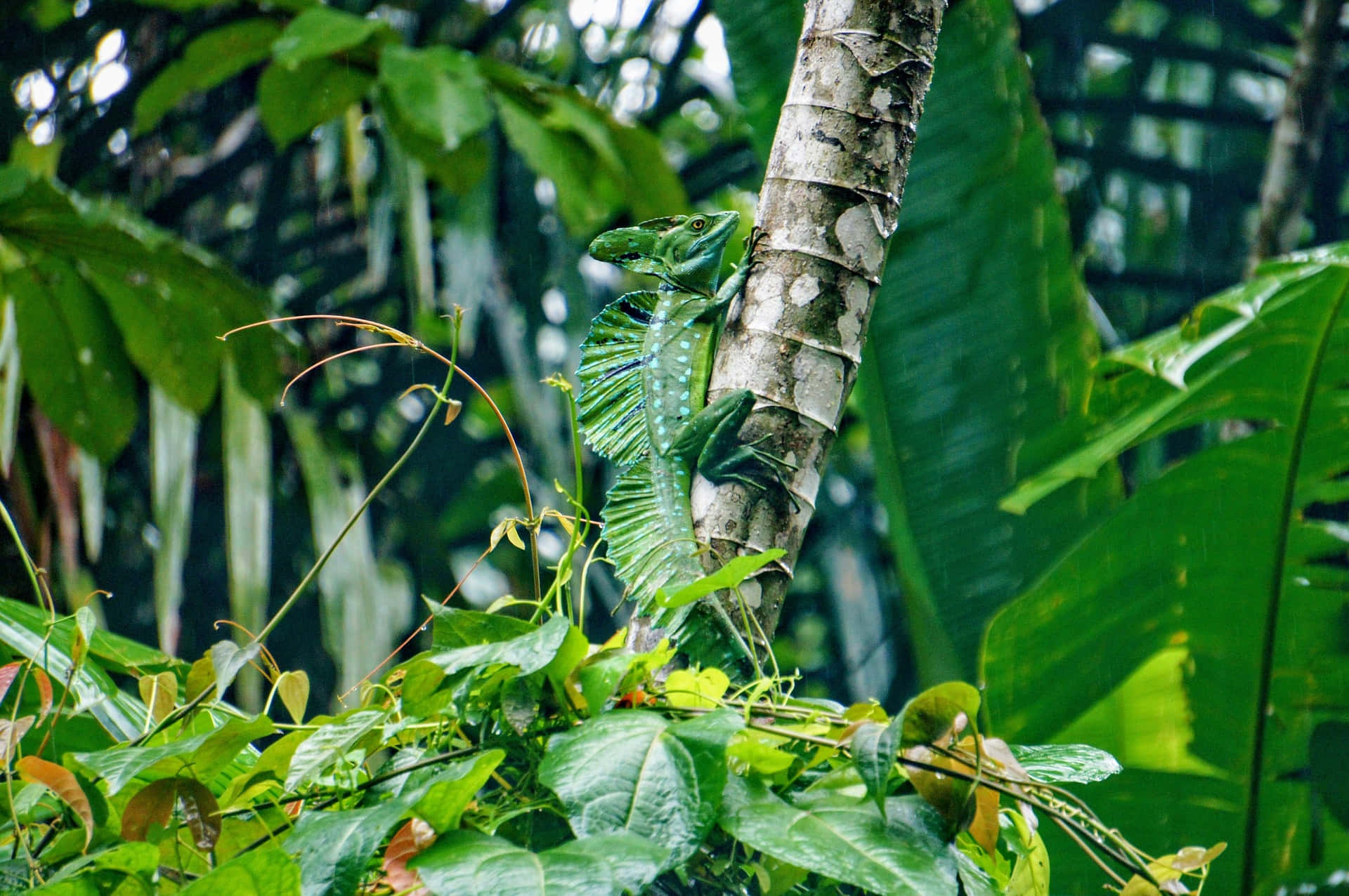 Kadal Basilisk Di Habitat Hutan Hujan Wallpaper