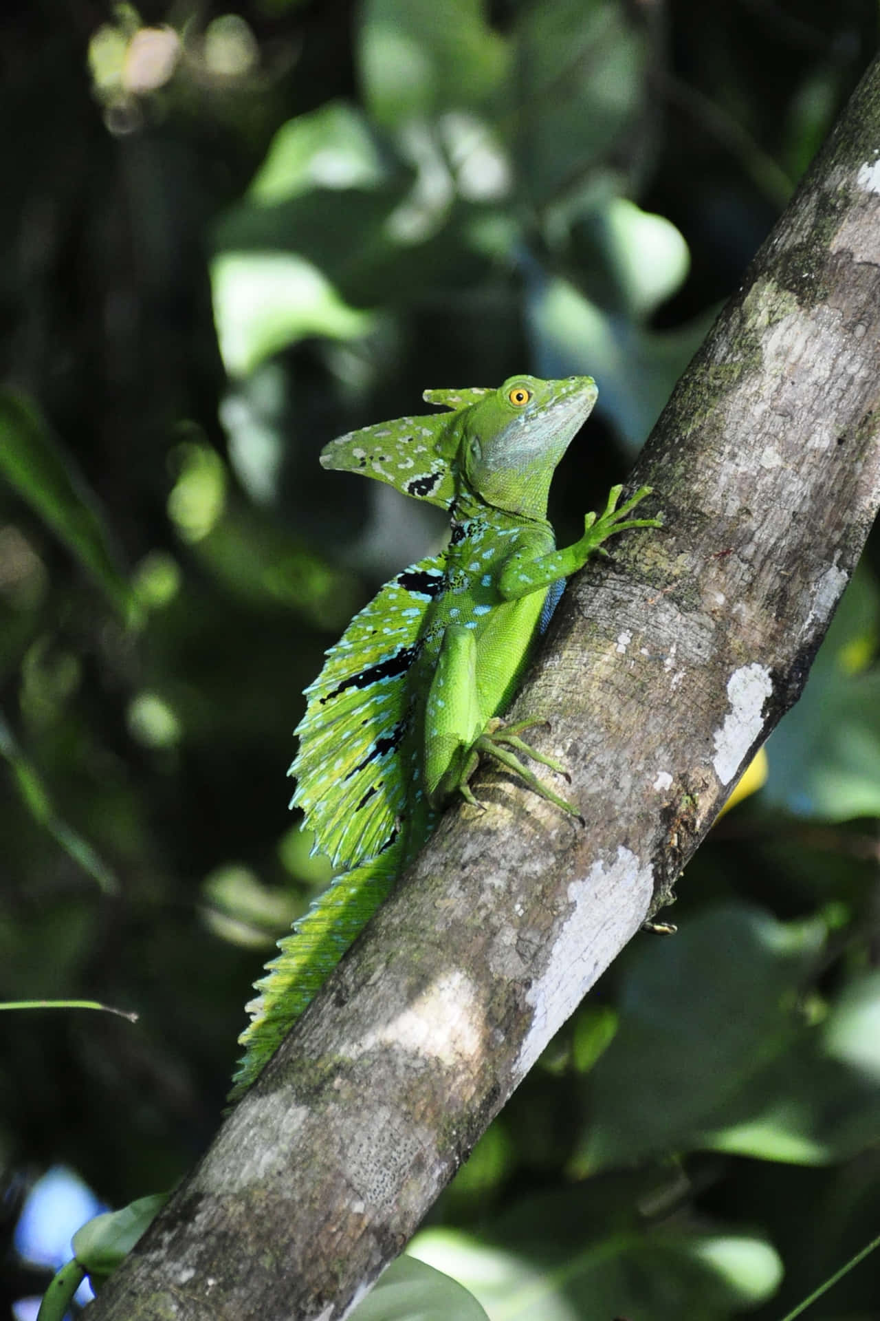 Basilisk Lizardon Tree Branch Wallpaper