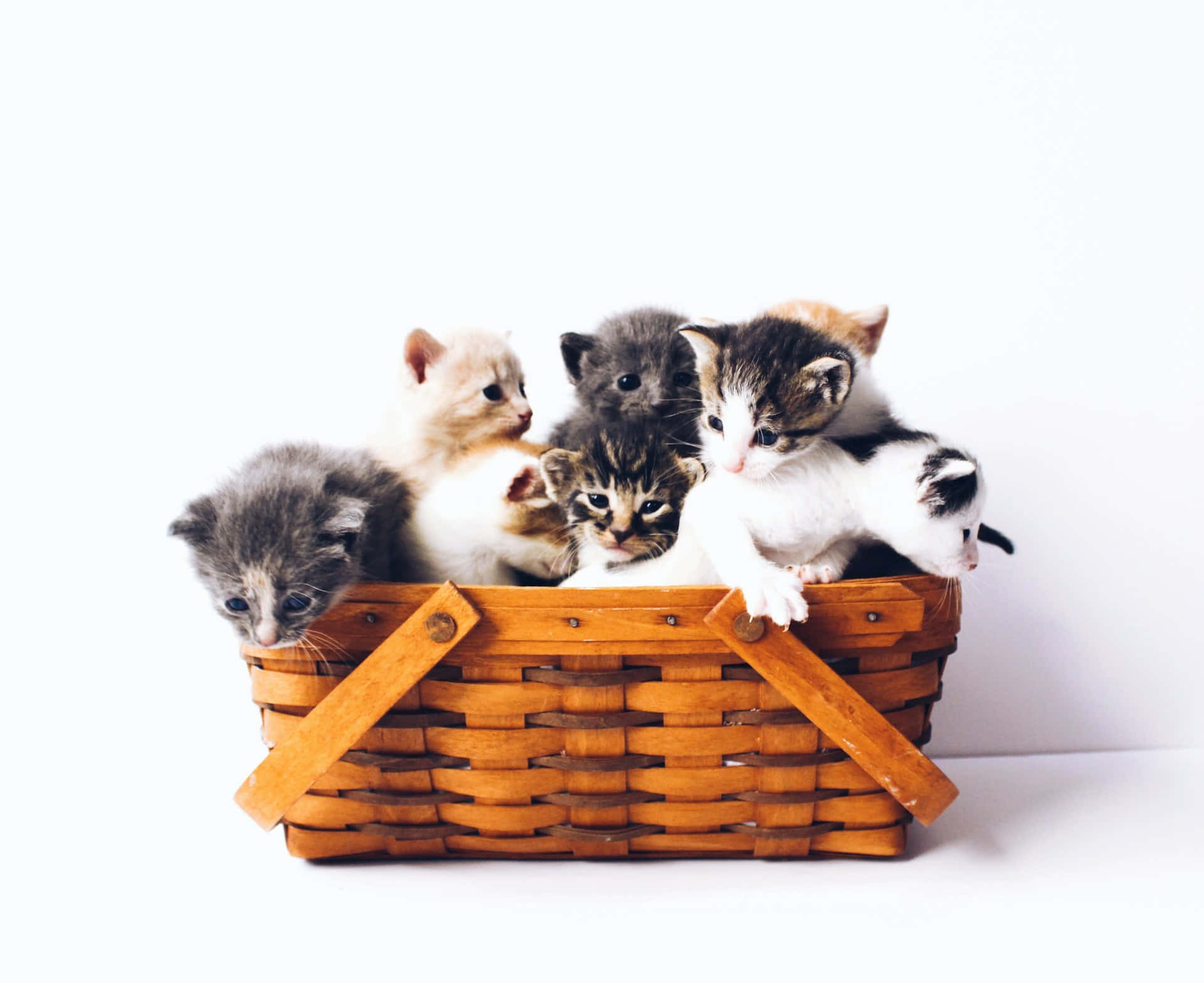 Basket_of_ Adorable_ Kittens Wallpaper
