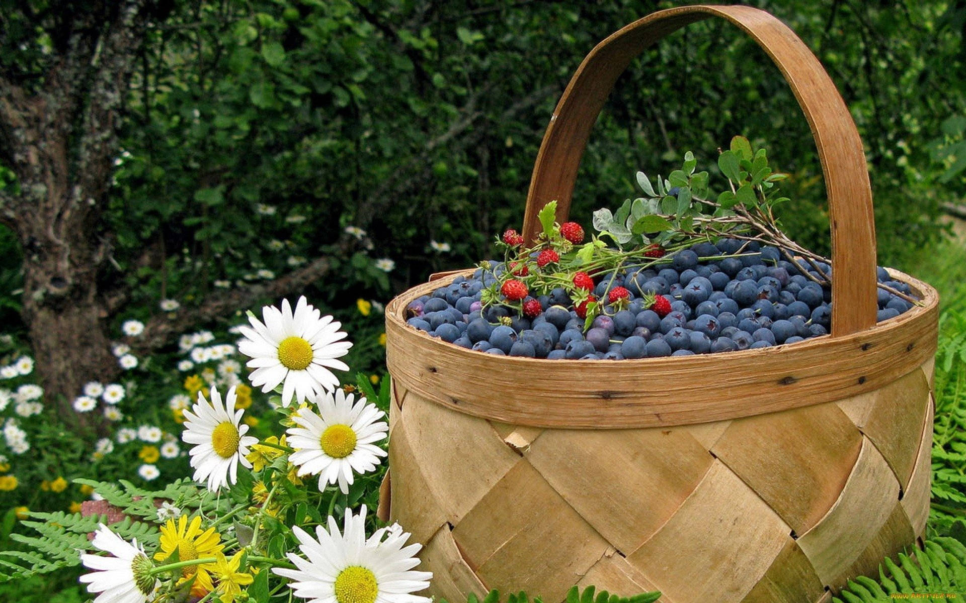 Basket Of Blueberries On A Garden Wallpaper