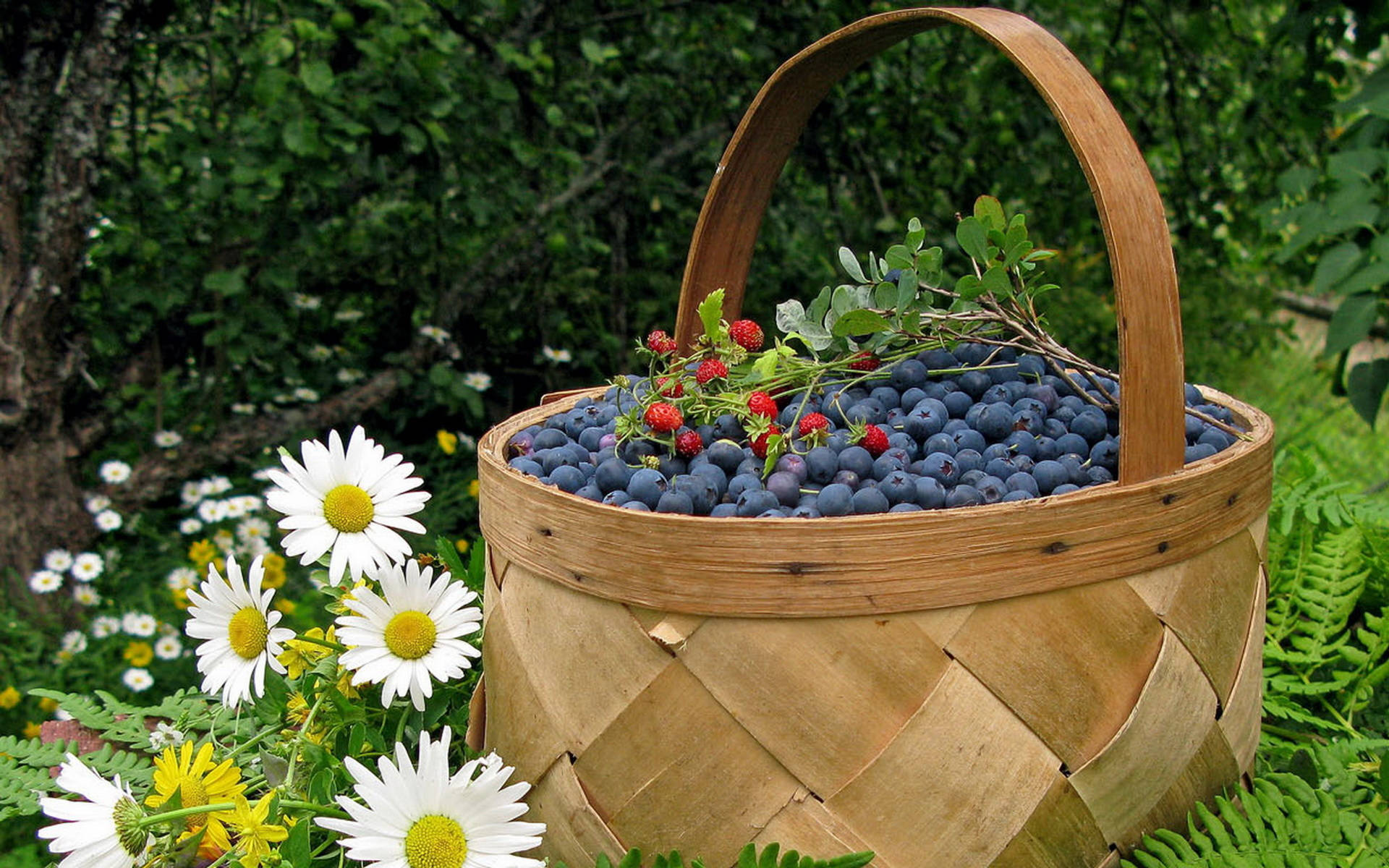 Basket Of Blueberries Wallpaper