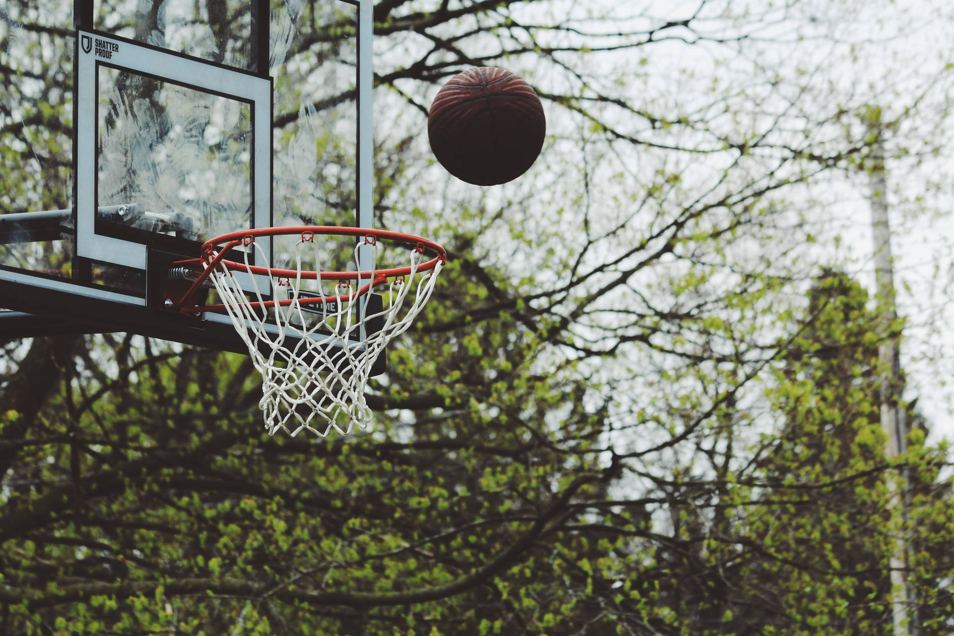 Basketball Ring Ball Throw On Trees Wallpaper