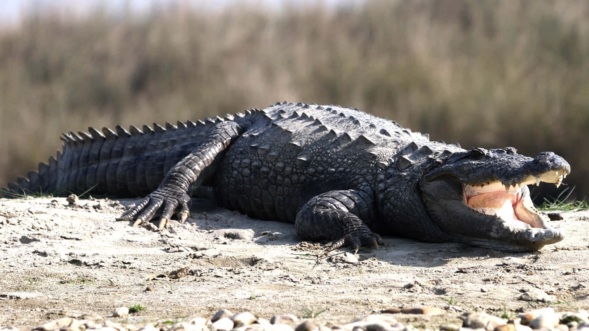 Basking Black Crocodile Wallpaper