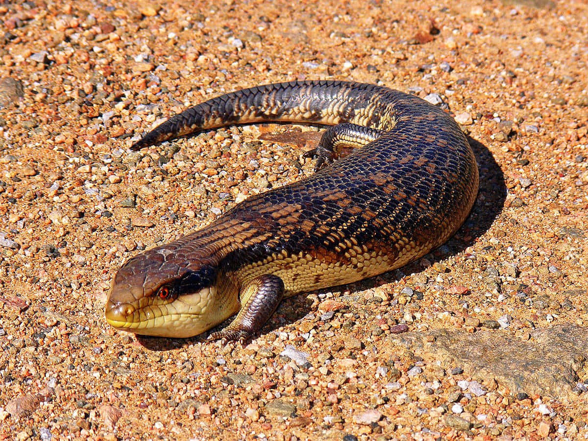 Skink Se Baignant Sur Terrain Sableux Fond d'écran