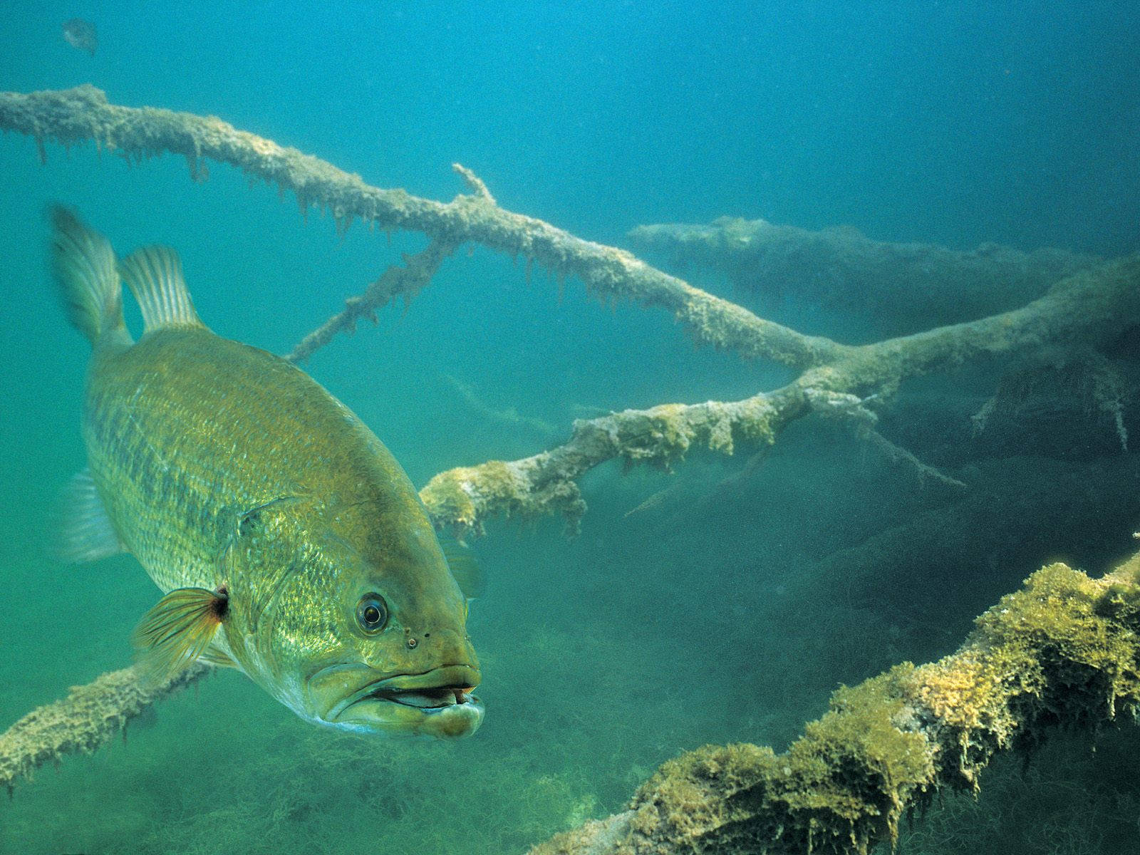 En fisker finder succes iblandt de rolige vande i søen. Wallpaper