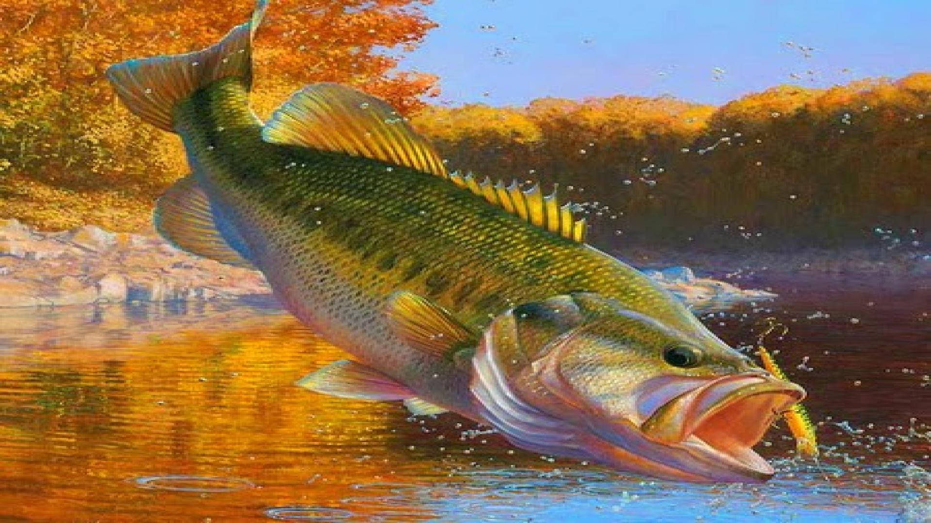 Bass Fishing Painting Wallpaper