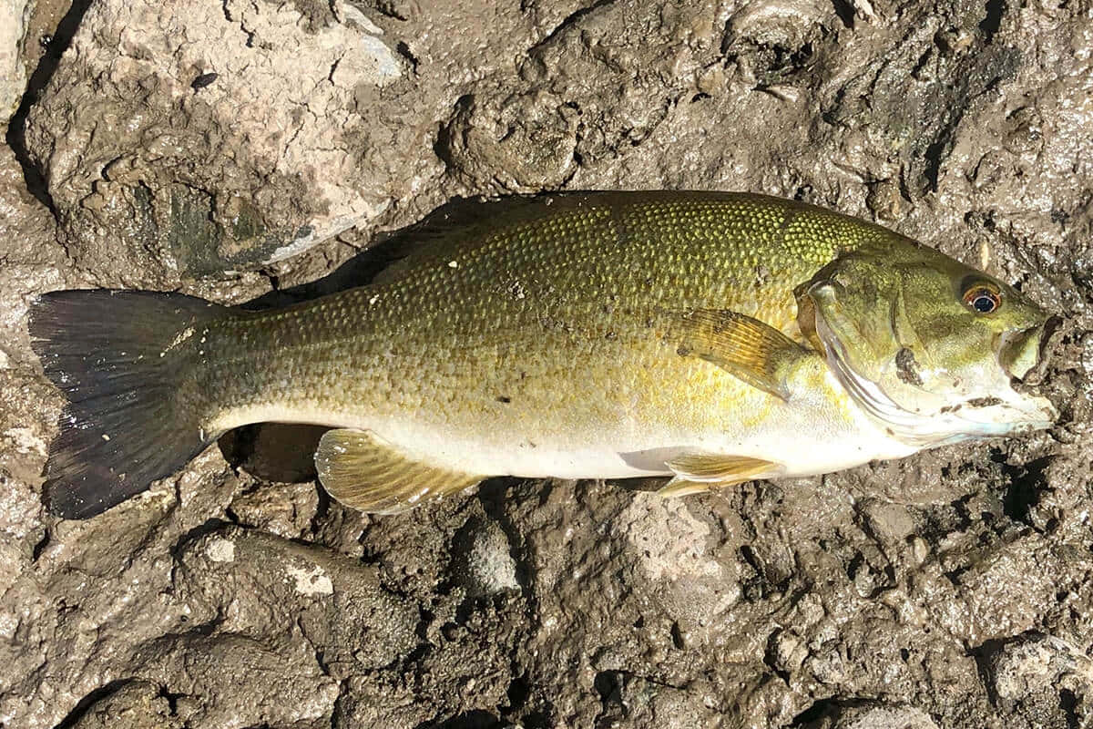 Majestic Bass in Natural Habitat