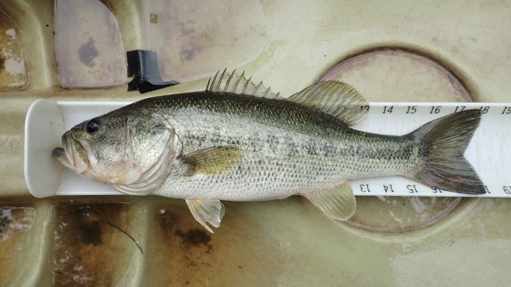 Measuring A Bass Picture