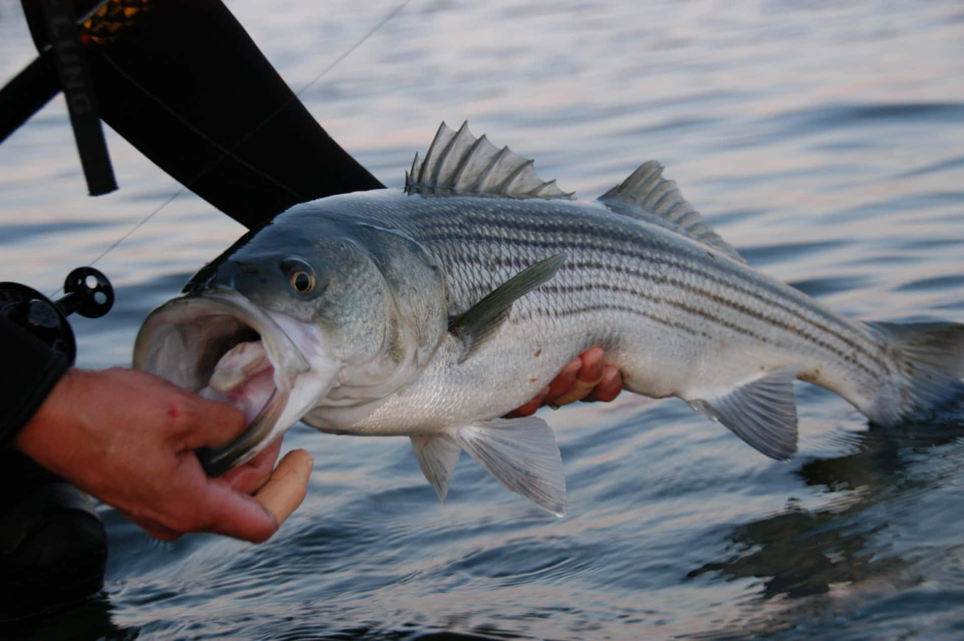 Striped Bass Picture