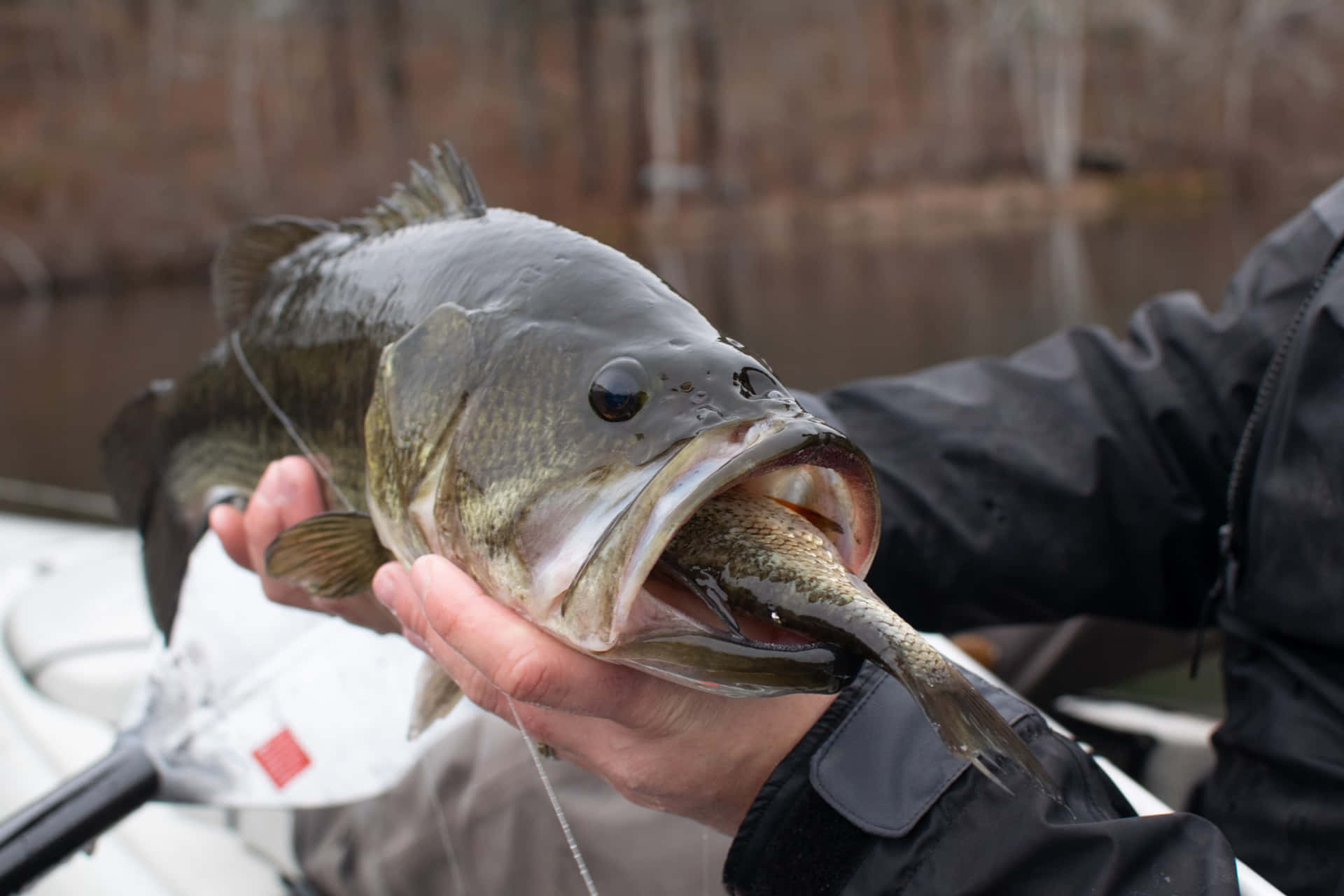 Small Fish Inside A Mouth Of Bass Picture