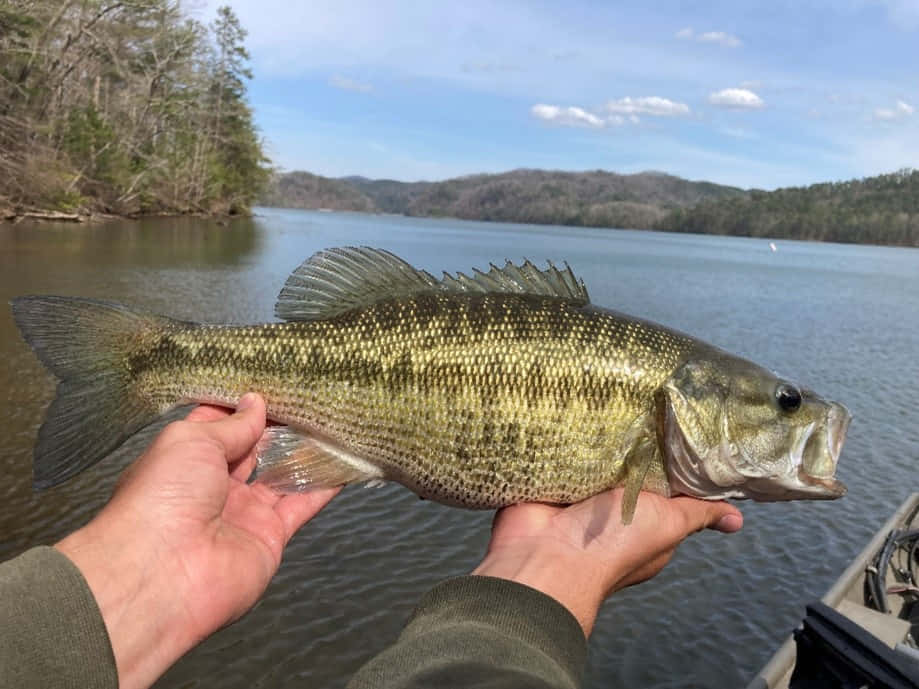 Einmann Zeigt Ein Bild Eines Barschfisches.