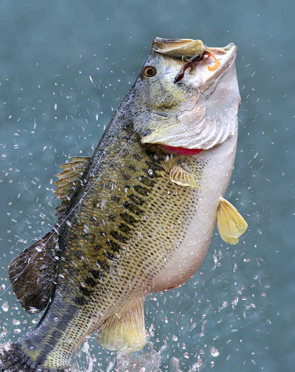 Bass Pictures