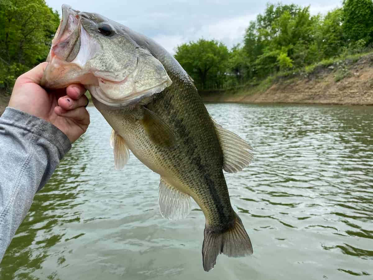 Bass Pictures