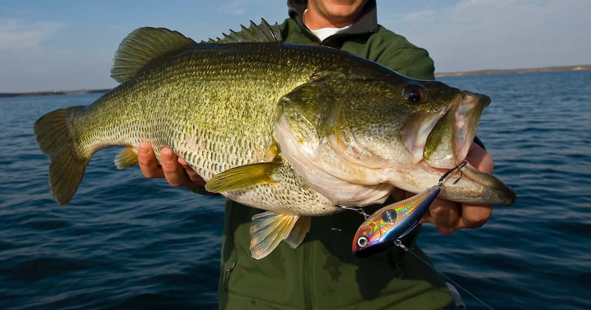 Man Caught A Huge Bass Picture