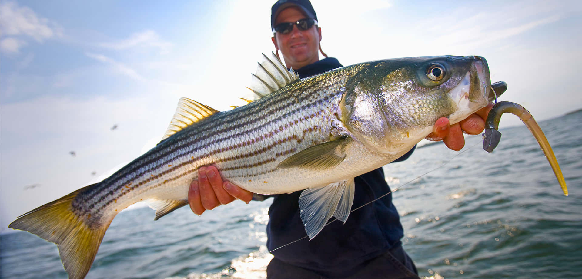Diver Carrying Giant Striped Bass Picture