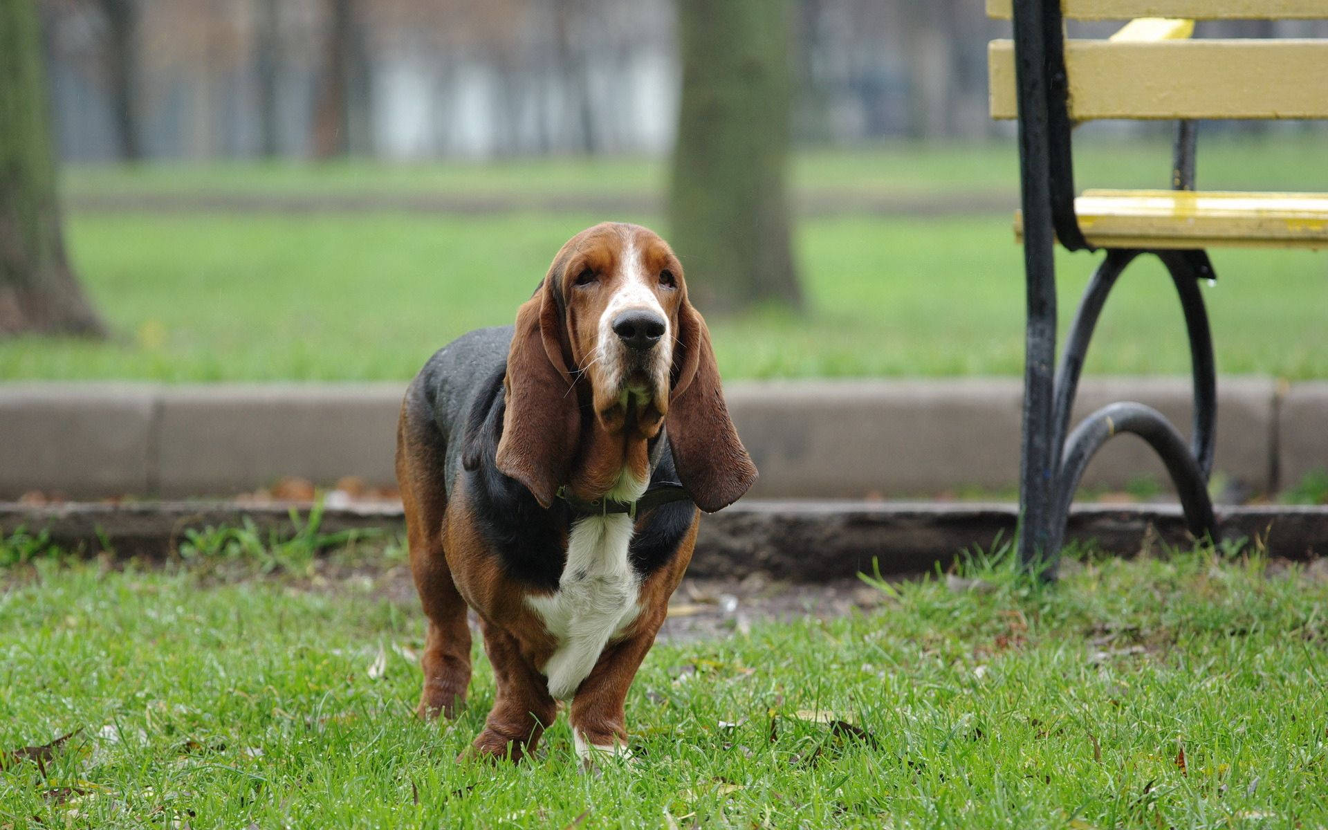 Basset Dog In Park