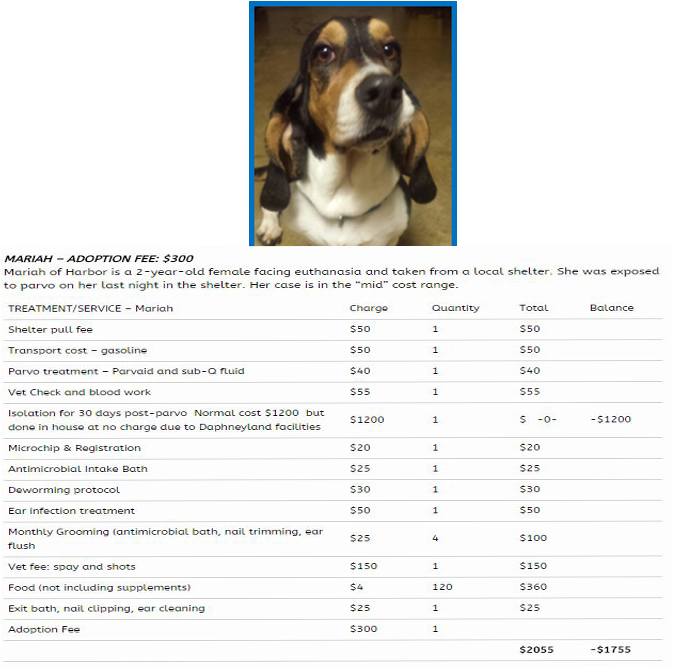 Basset Hound Adoption Feeand Care Details PNG