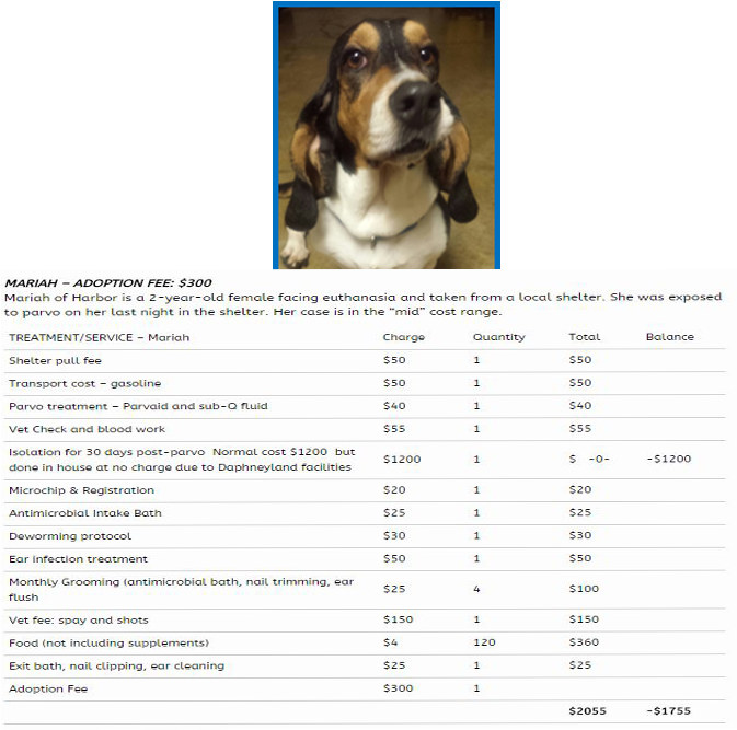 Basset Hound Adoption Feeand Costs PNG