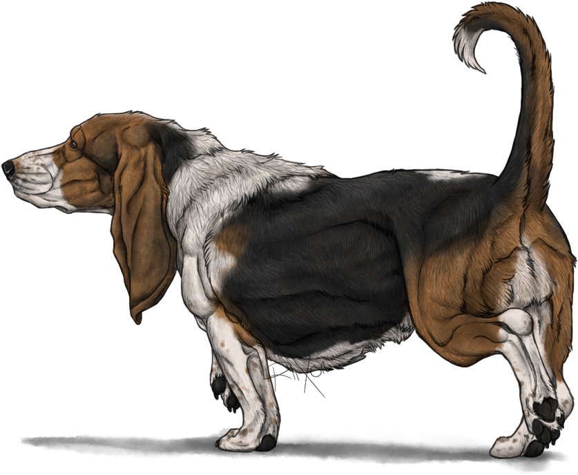 Basset Hound Illustration PNG