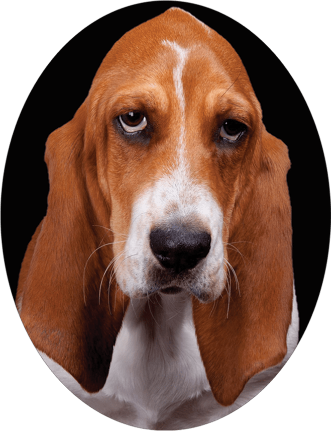 Basset Hound Portrait PNG