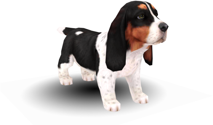Basset Hound Puppy Standing PNG