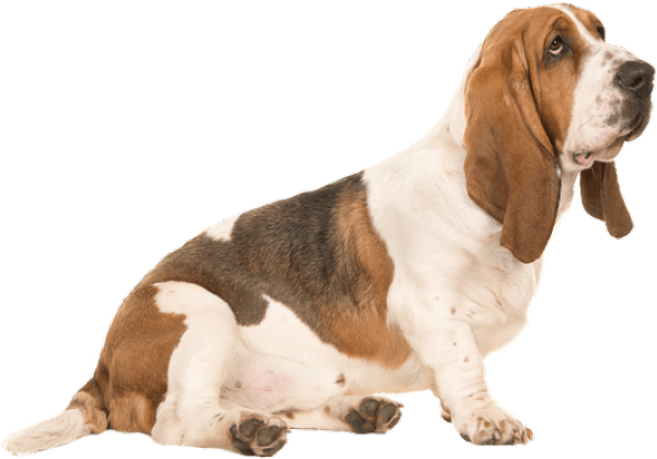 Basset Hound Sitting Pose PNG