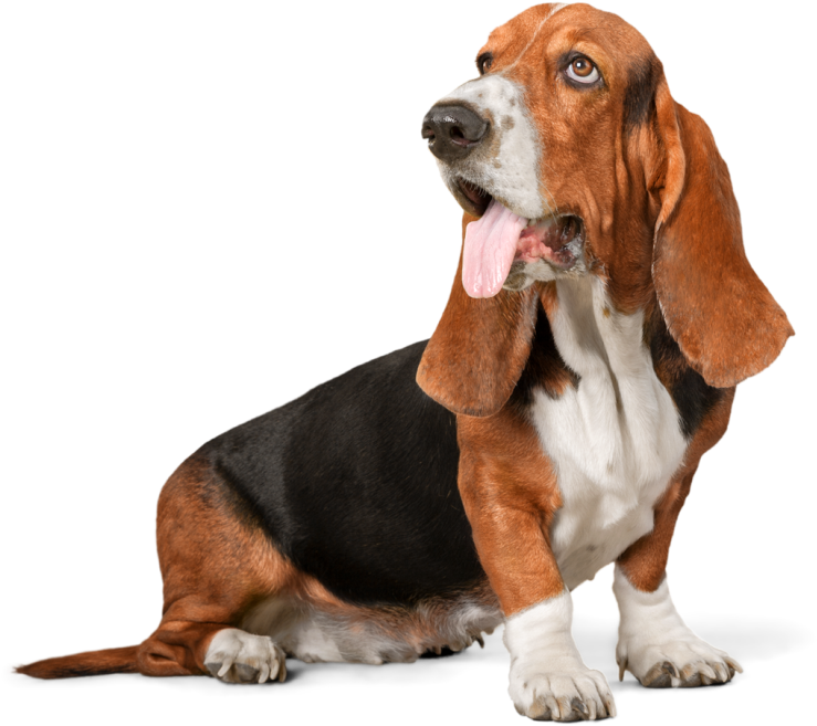 Basset Hound Sitting Pose PNG