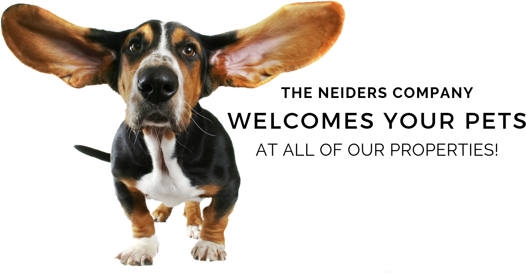 Basset Hound Welcoming Pets Promotion PNG