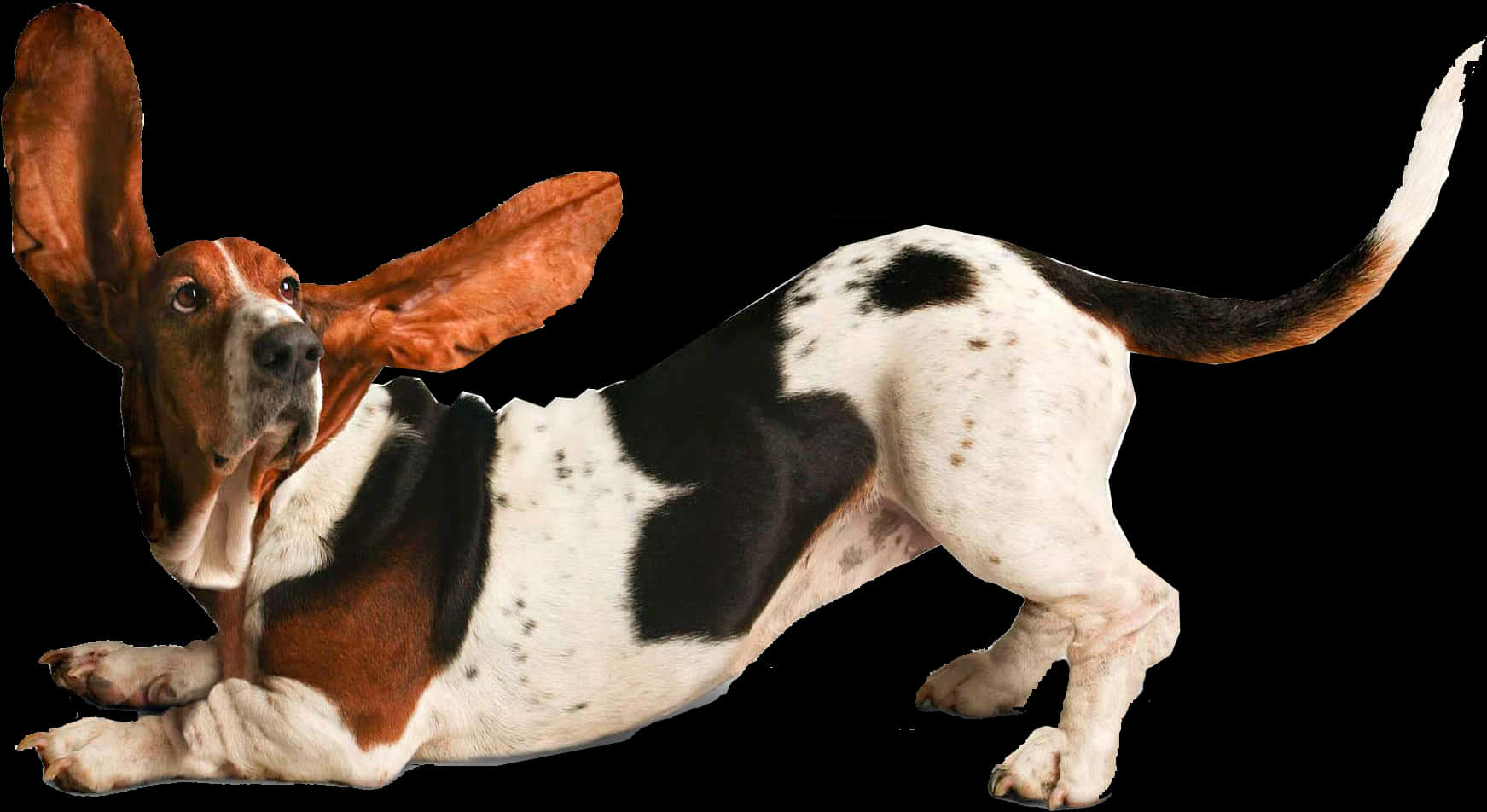 Basset Hound With Floppy Ears PNG