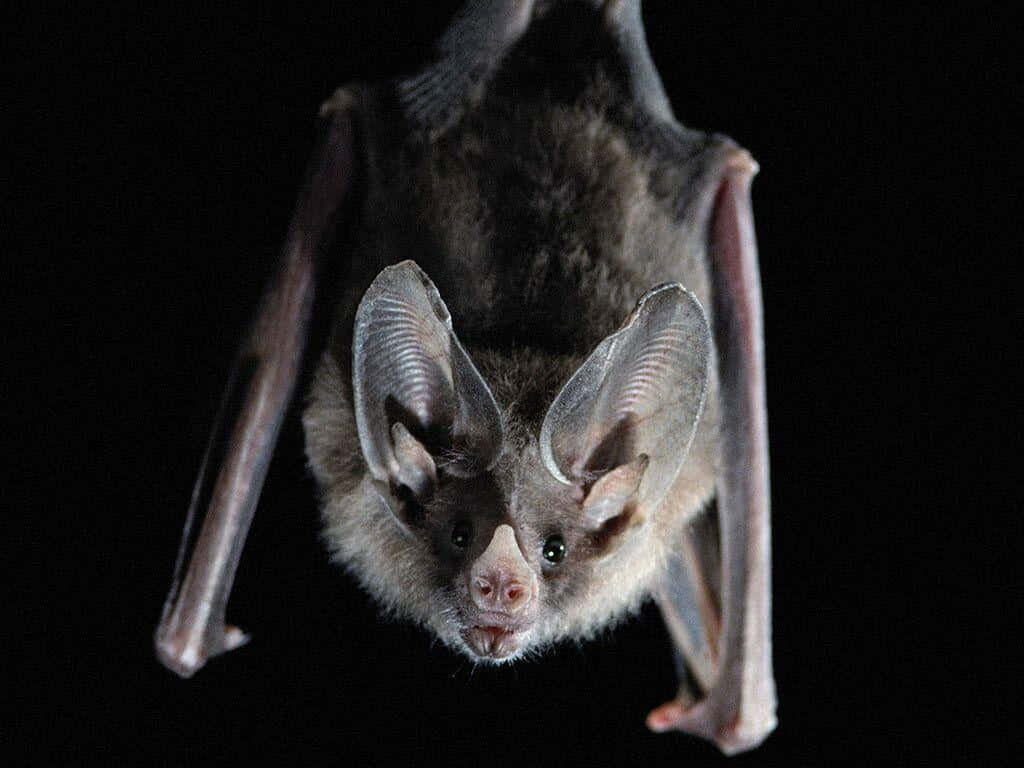 Captivating Bat in Moonlight