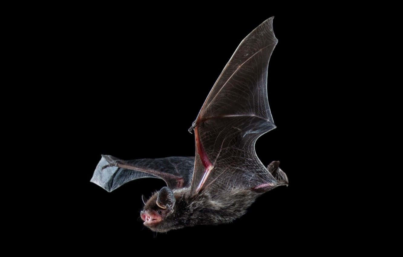 A mysterious night with a bat in flight