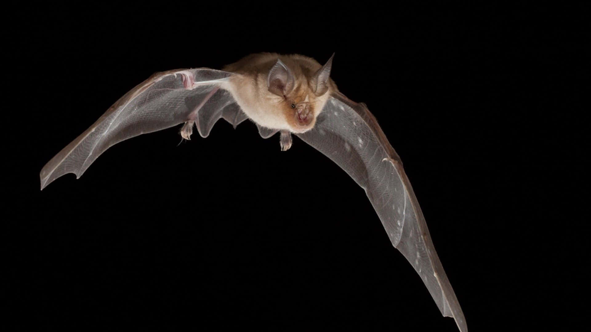 Caption: Majestic Bat in a Dark Sky