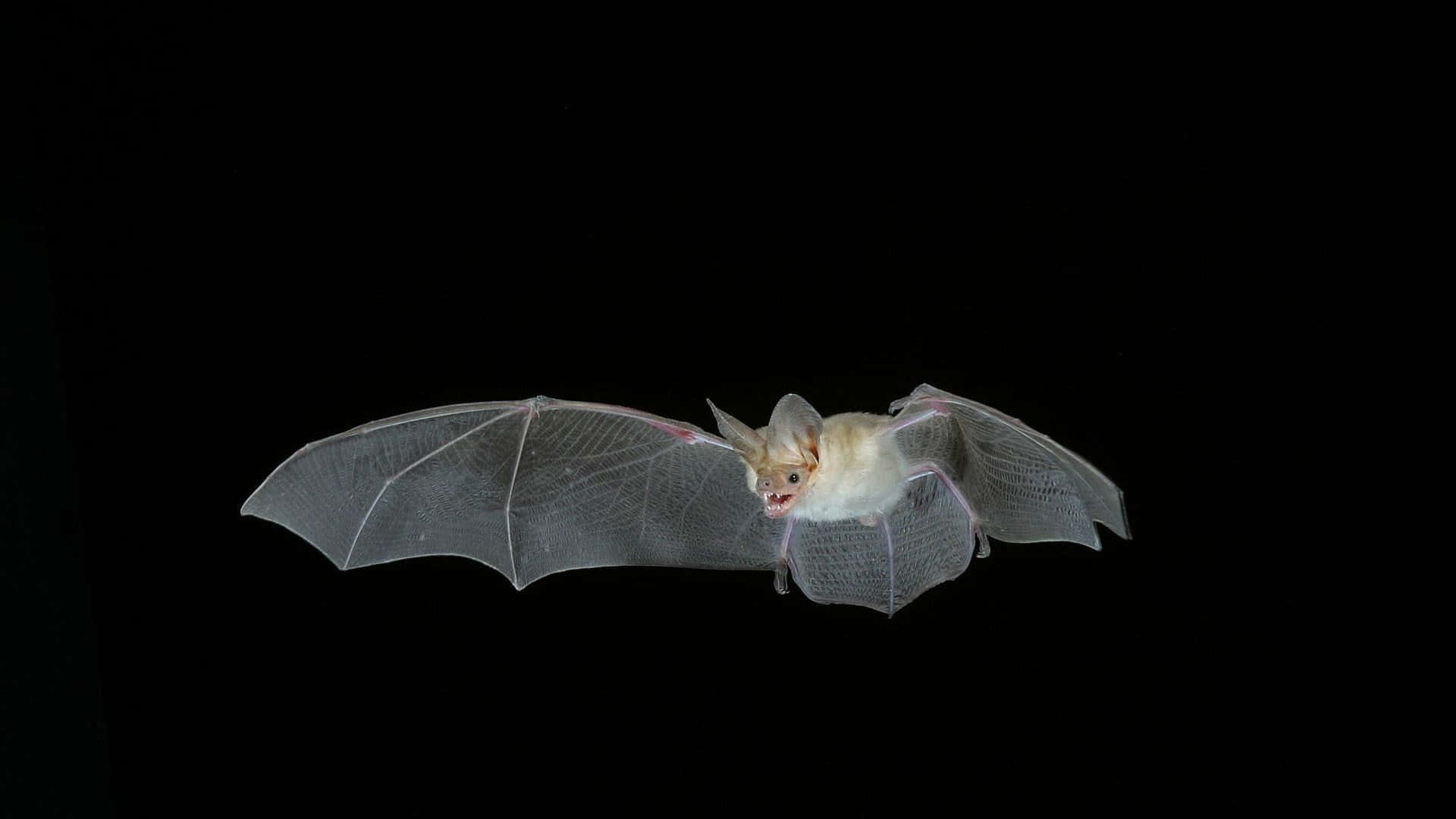 Caption: Majestic Bat in Flight