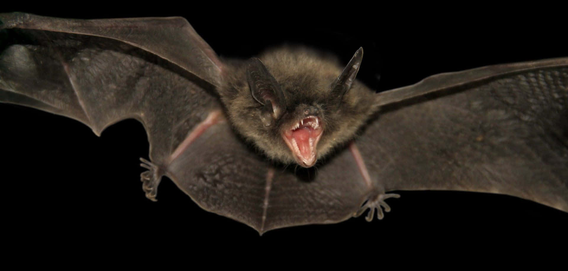 Mysterious Bat in Night Sky
