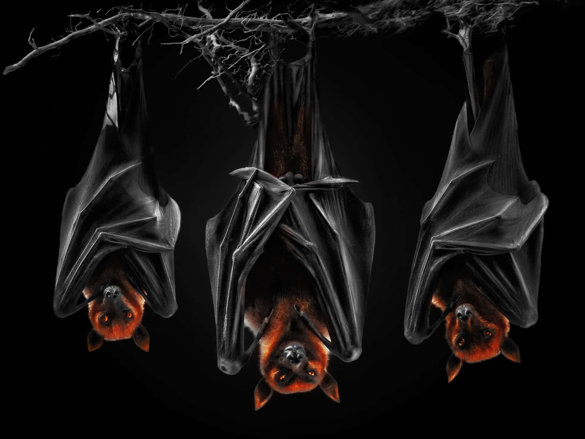 Three Bats Hanging Black Background Wallpaper