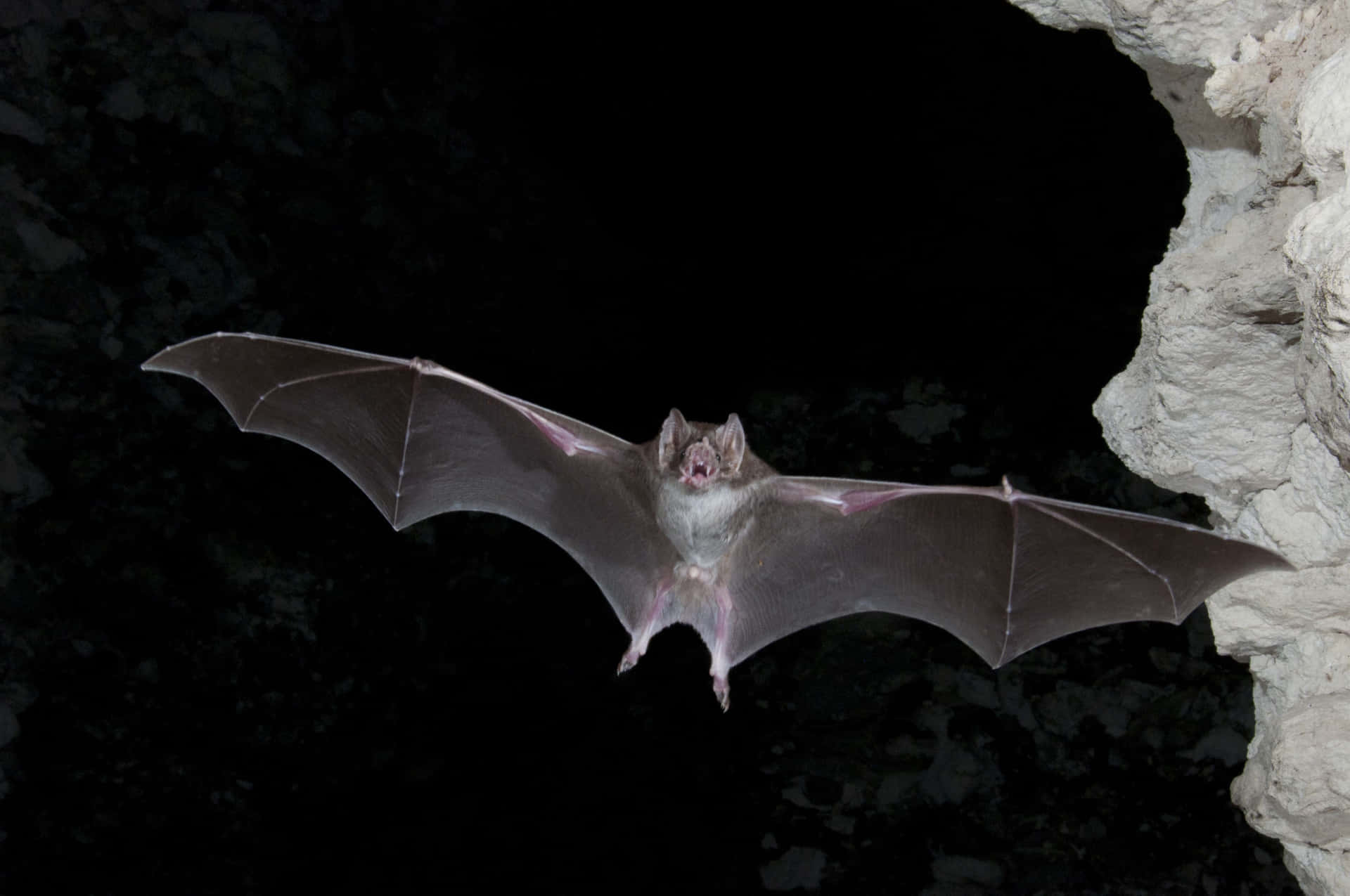 Majestic Bat in Flight Against Full Moon