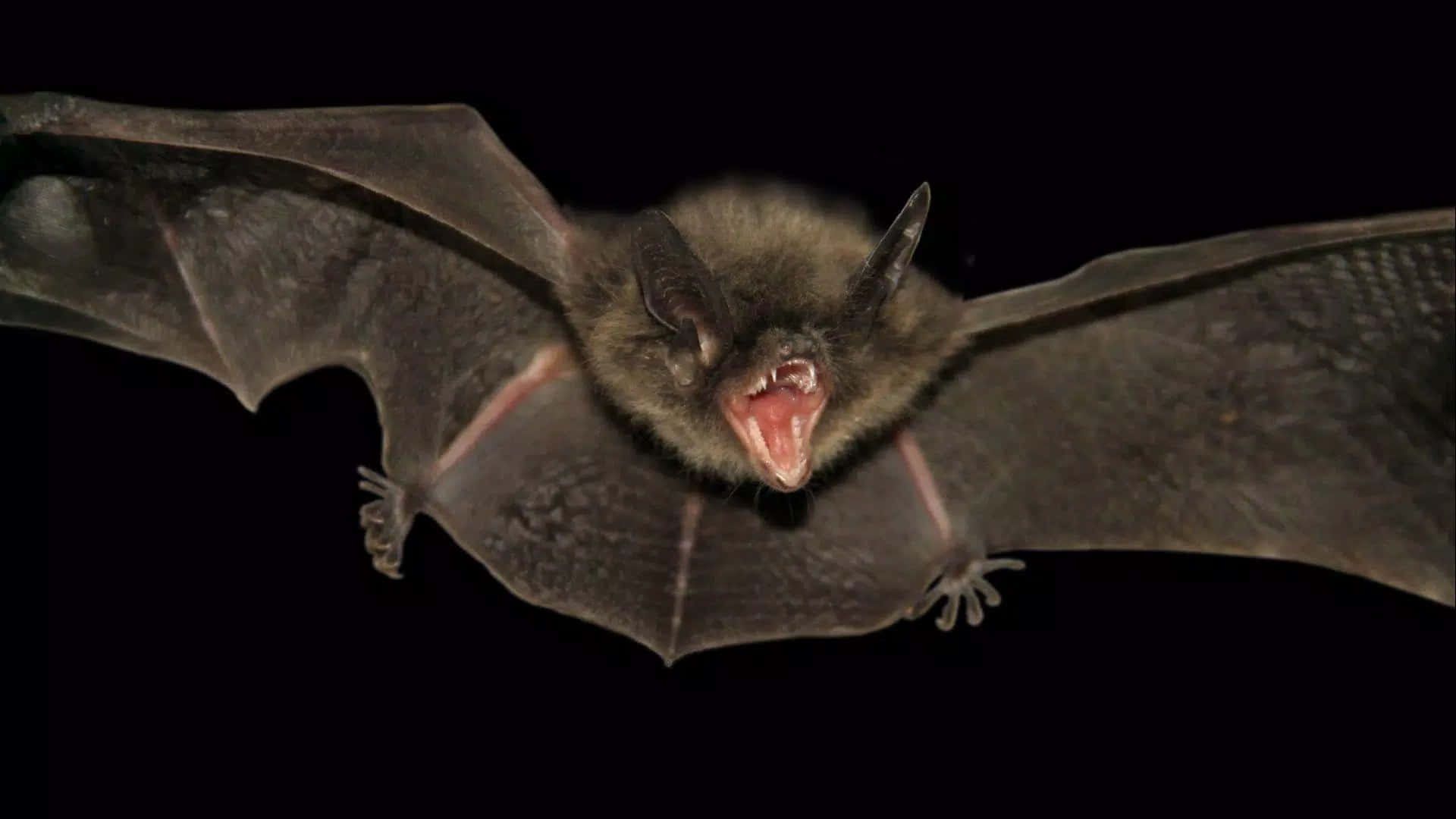 Flying Bat Wallpaper