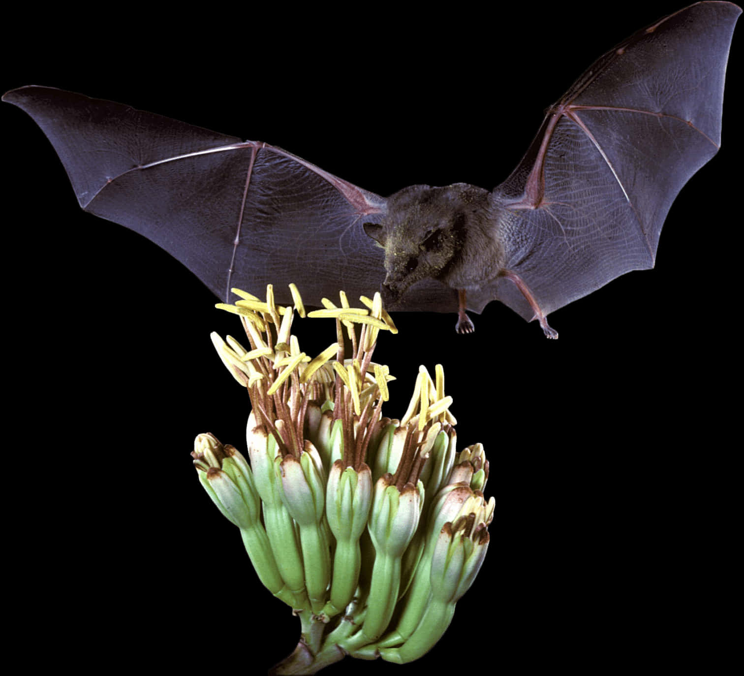 Bat_ Feeding_on_ Banana_ Blossom PNG