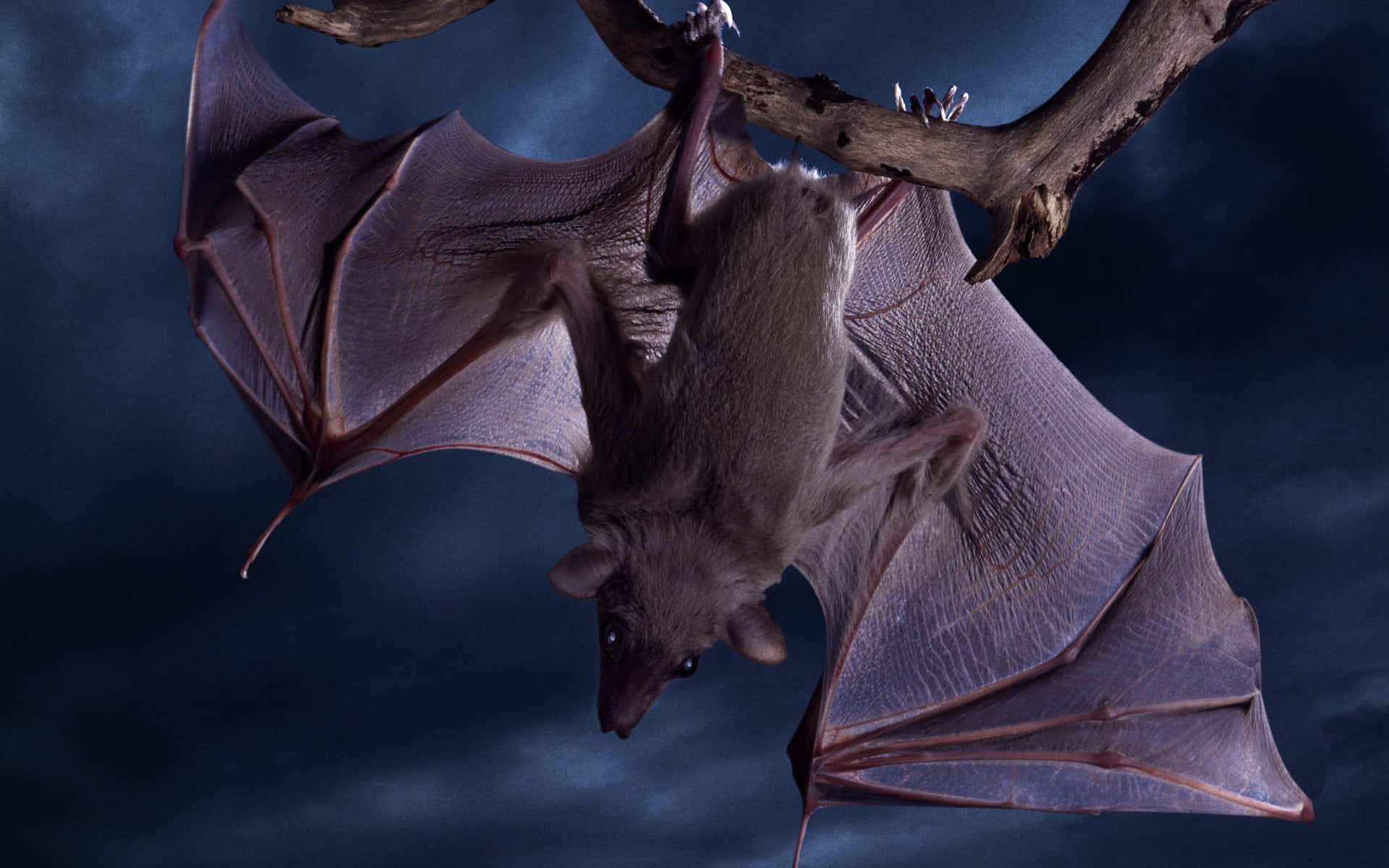 Morcegossão Uma Visão Comum No Céu Noturno. Papel de Parede