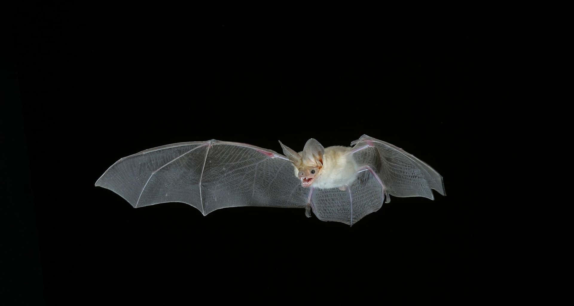 A Bat Flying In The Dark With Its Wings Spread Wallpaper