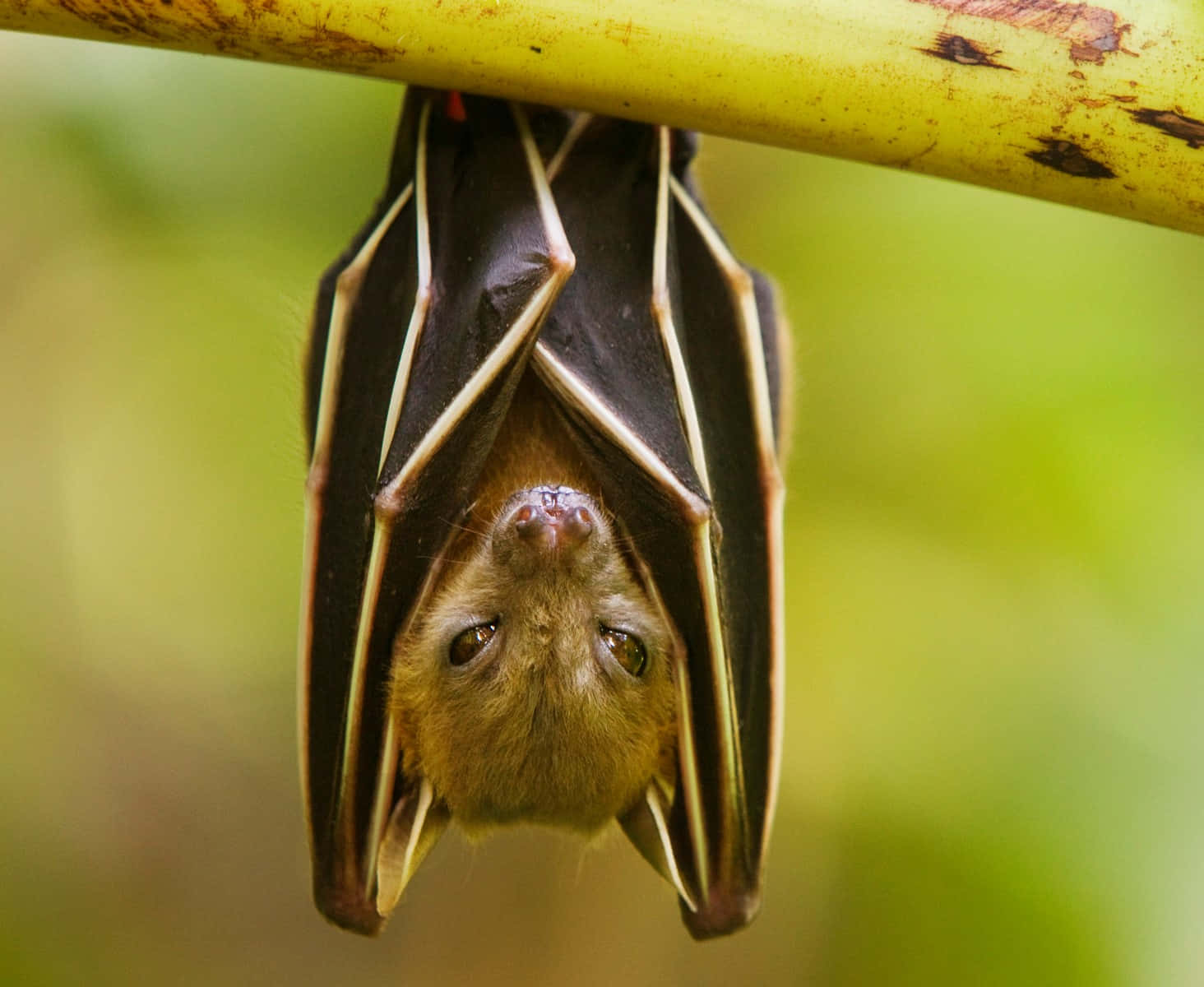 Wild Bat Hang On Branch Desktop Wallpaper