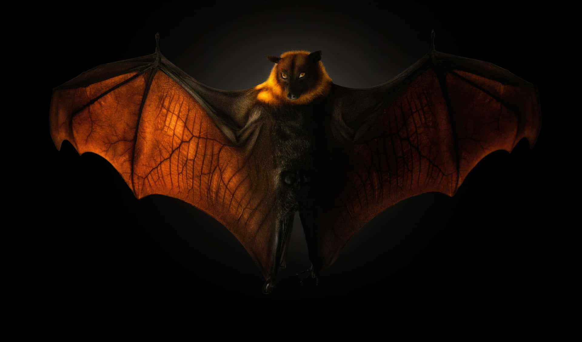 Morcegosvoando Pela Noite. Papel de Parede