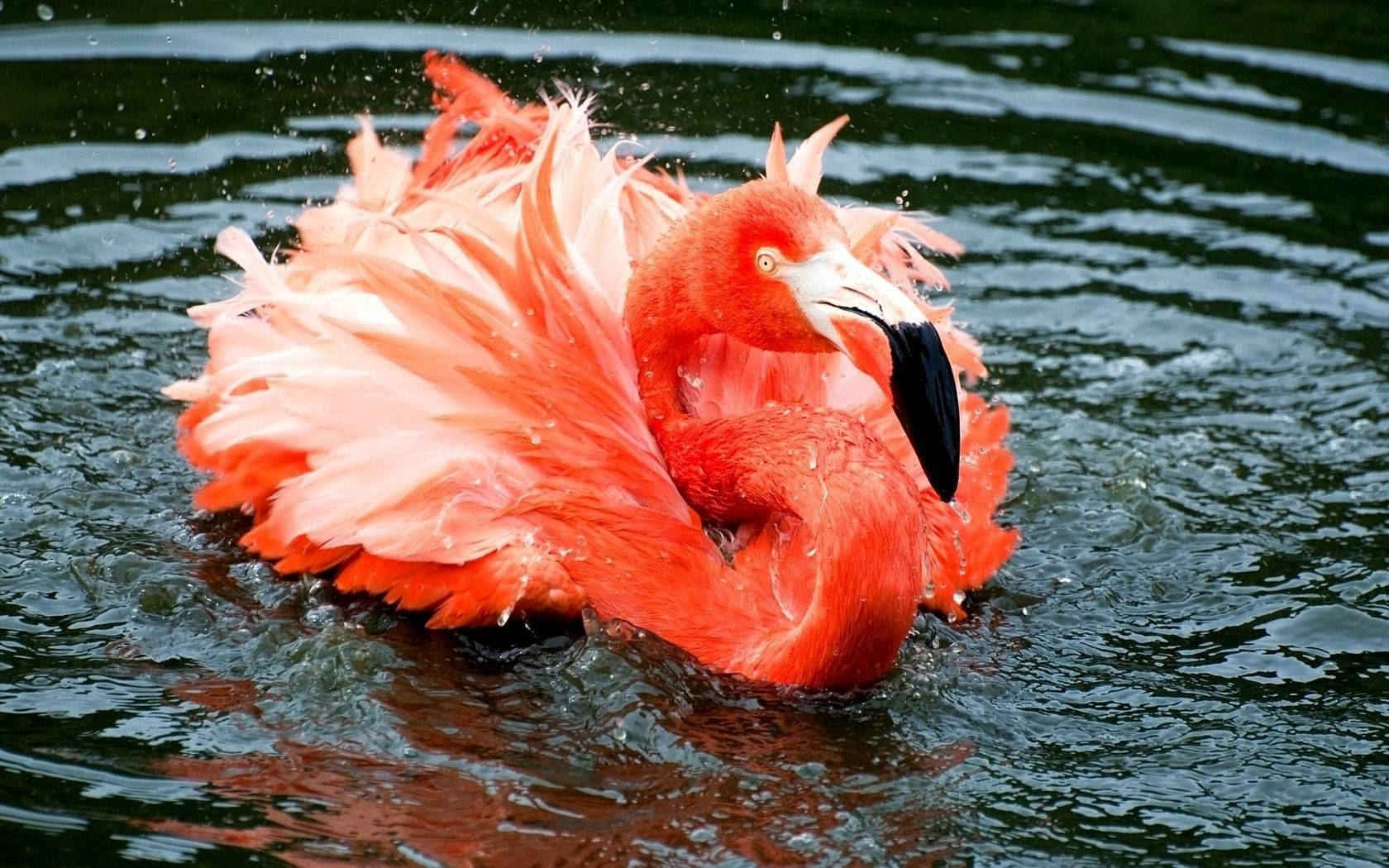 Glorious Orange Flamingo Soaking in the Sun Wallpaper