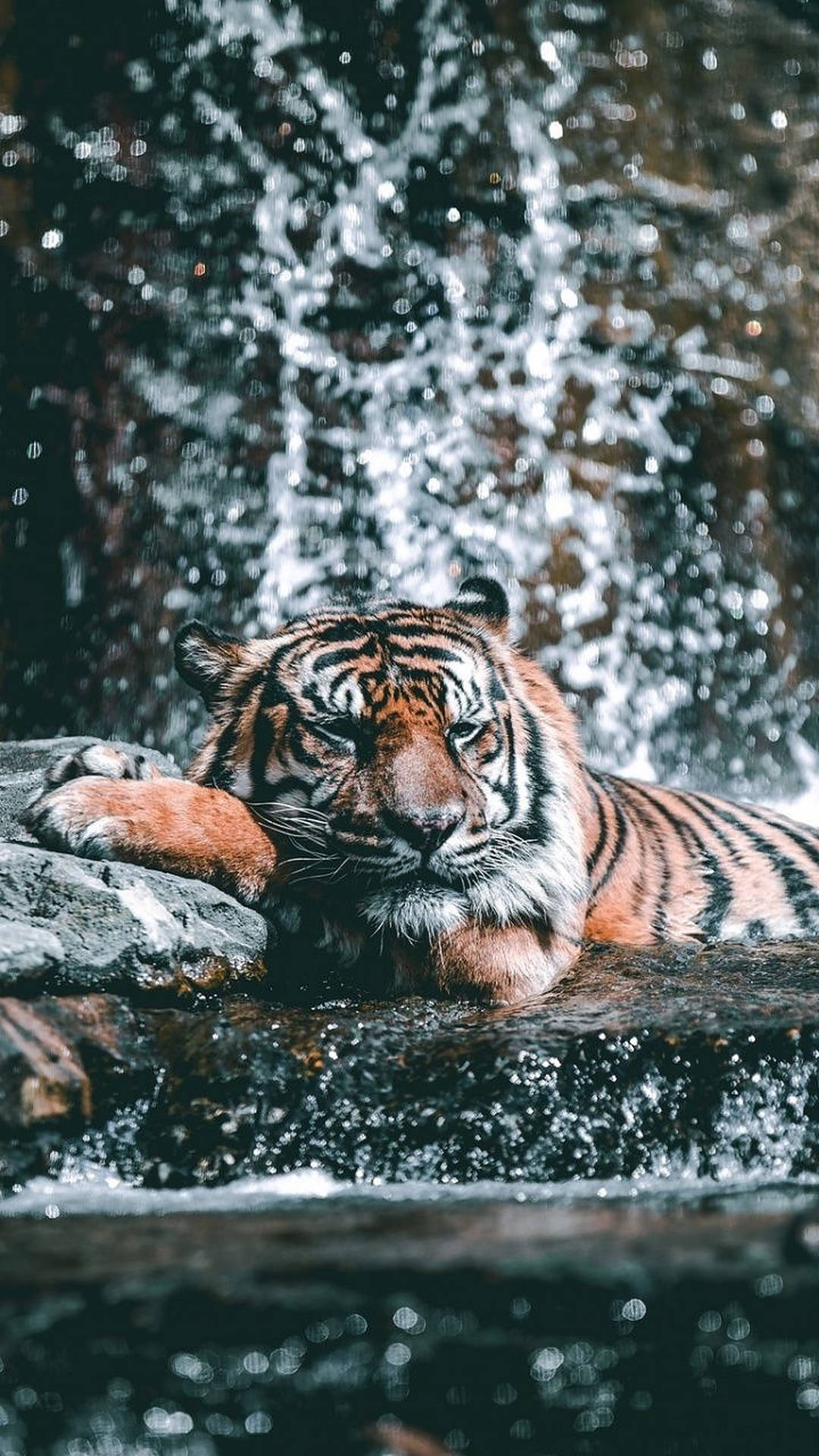 Bathing Tiger Wild Animal Wallpaper