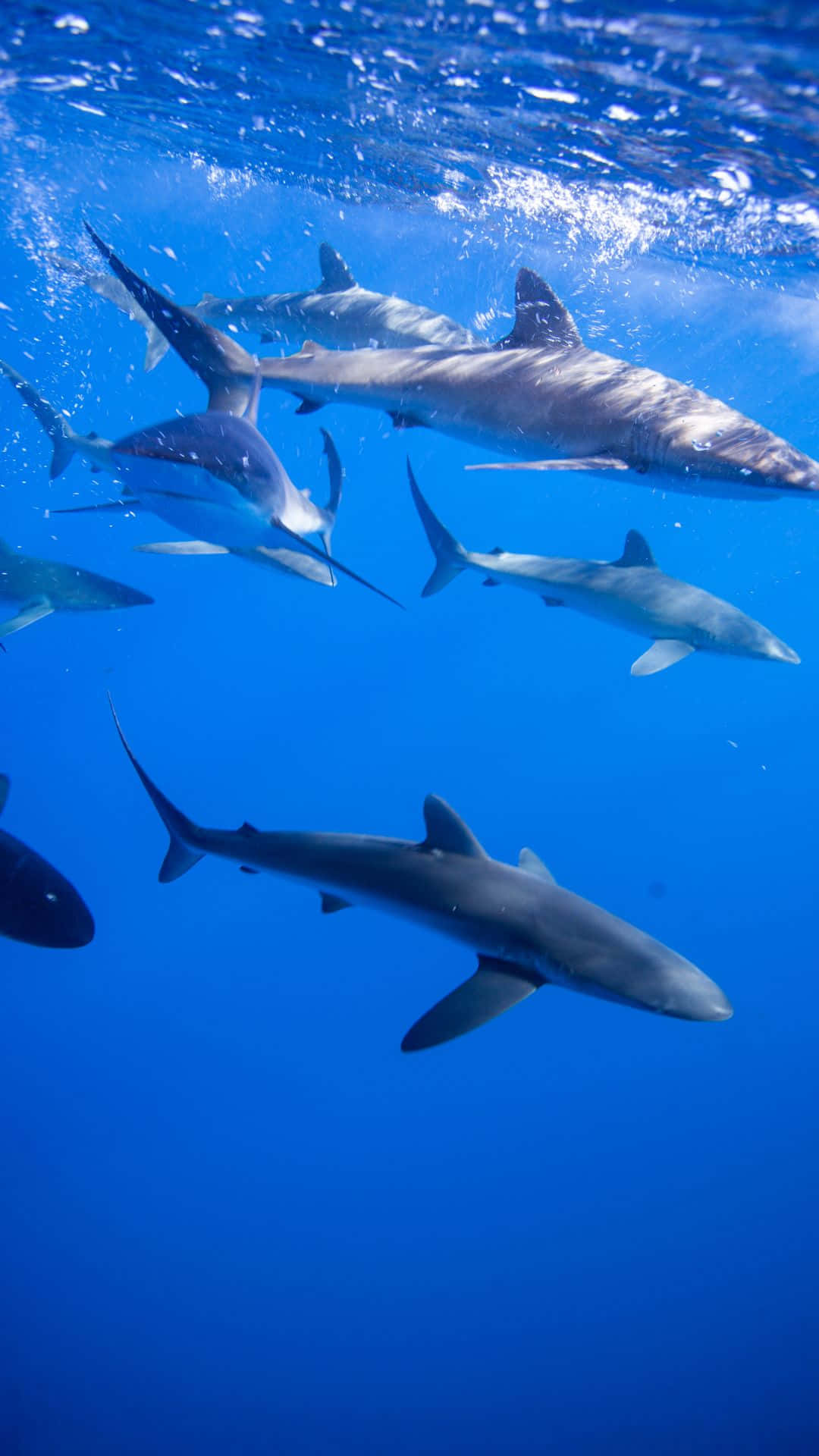 Batallosde Tiburón Negro Enorme En El Profundo Mar Azul Fondo de pantalla