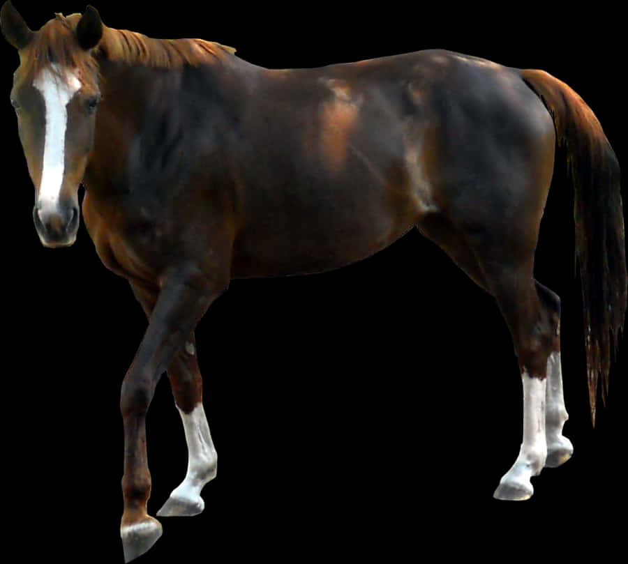 Bay Horse Isolatedon Black Background PNG